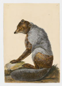 Drawing of a possible Arctic Fox in moult from a 18th century specimen [Attributed to Paillou, Peter, c.1720 – c.1790]