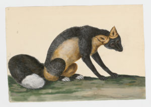 Drawing of a Red Fox with cross coloration from a 18th century specimen [modern geographical distribution: North America, Europe, Asia, and Australia. Attributed to Paillou, Peter, c.1720 – c.1790]