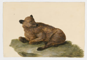 Drawing of a possible Fox from a 18th century specimen [Attributed to Paillou, Peter, c.1720 – c.1790]