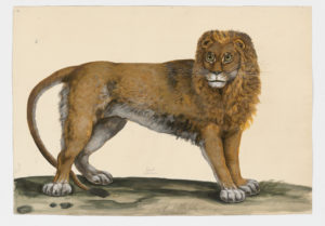 Drawing of a male Lion from a 18th century specimen [modern geographical distribution: Africa. Attributed to Paillou, Peter, c.1720 – c.1790]