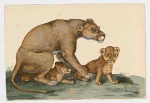Drawing of a female Lion and two Lion cubs from 18th century specimens [modern geographical distribution: Africa. Attributed to Paillou, Peter, c.1720 – c.1790]
