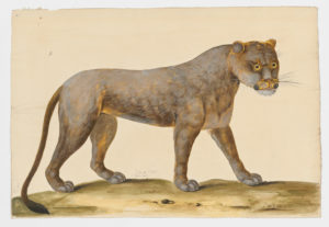 Drawing of a female Lion from a 18th century specimen [modern geographical distribution: Africa. Attributed to Paillou, Peter, c.1720 – c.1790]