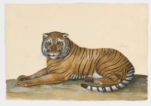 Drawing of a Tiger from a 18th century specimen [modern geographical distribution: India, South East Asia, and North East Asia. Attributed to Paillou, Peter, c.1720 – c.1790]