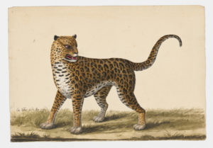 Drawing of a Leopard from a 18th century specimen [modern geographical distribution: Africa and Asia]