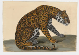 Drawing of a Jaguar from a 18th century specimen [modern geographical distribution: Central America and South America. Attributed to Paillou, Peter, c.1720 – c.1790]