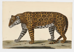 Drawing of a Jaguar from a 18th century specimen [modern geographical distribution: Central America, South America, and the Southern United States. Attributed to Paillou, Peter, c.1720 – c.1790]