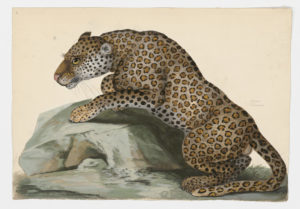 Drawing of a Leopard from a 18th century specimen [modern geographical distribution: Africa and Asia. Attributed to Paillou, Peter, c.1720 – c.1790]