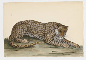 Drawing of a Leopard from a 18th century specimen [modern geographical distribution: Africa and Asia. Attributed to Paillou, Peter, c.1720 – c.1790]