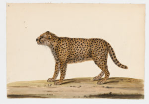 Drawing of a Cheetah from a 18th century specimen [modern geographical distribution: Africa. Attributed to Paillou, Peter, c.1720 – c.1790]