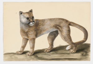 Drawing of a Cougar--also known as a Mountain Lion or a Puma--from a 18th century specimen [modern geographical distribution: North America and South America. Attributed to Paillou, Peter, c.1720 – c.1790]