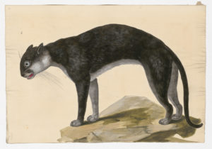 Drawing of a possible Black Leopard from a 18th century specimen [Attributed to Paillou, Peter, c.1720 – c.1790]