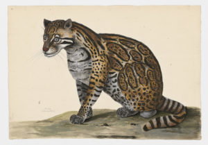 Drawing of an Ocelot from a 18th century specimen [modern geographical distribution: Central America and South America. Attributed to Paillou, Peter, c.1720 – c.1790]