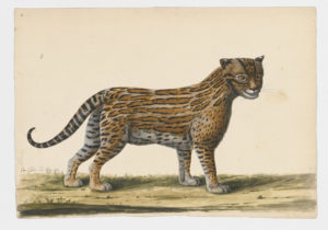 Drawing of a possible Ocelot from a 18th century specimen [modern geographical distribution: Central America and South America]