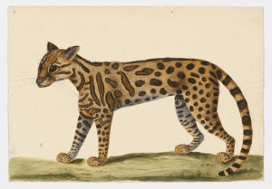 Drawing of a possible Serval from a 18th century specimen [modern geographical distribution: Central America and South America. Attributed to Paillou, Peter, c.1720 – c.1790]