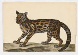 Drawing of a Tiger Cat from a 18th century specimen [modern geographical distribution: Central America and South America. Attributed to Paillou, Peter, c.1720 – c.1790]