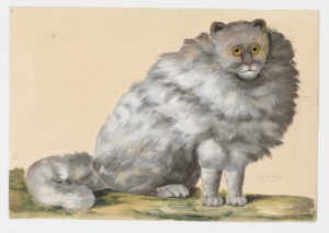 Drawing of a Turkish Angora Domestic cat from a 18th century specimen [modern geographical distribution: worldwide. Attributed to Paillou, Peter, c.1720 – c.1790]