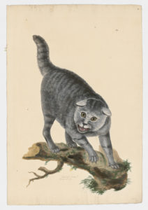Drawing of a cat from a 18th century specimen [modern geographical distribution: worldwide. Attributed to Paillou, Peter, c.1720 – c.1790]