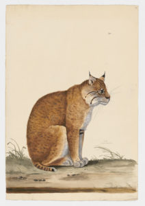 Drawing of a Eurasian Lynx from a 18th century specimen [modern geographical distribution: Europe. Attributed to Paillou, Peter, c.1720 – c.1790]