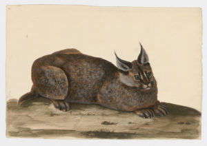Drawing of a Caracal from a 18th century specimen [modern geographical distribution: Africa and Asia. Attributed to Paillou, Peter, c.1720 – c.1790]