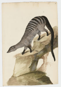 Drawing of a Banded Mongoose from a 18th century specimen [modern geographical distribution: Sub-Saharan Africa. Attributed to Paillou, Peter, c.1720 – c.1790]