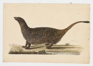Drawing of an Egyptian Mongoose from a 18th century specimen [modern geographical distribution: Sub-Saharan Africa, North Africa, and the Iberian Peninsula]