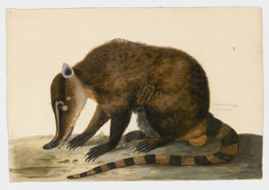 Drawing of a ringtailed Coati--also known as a South American Coati--from a 18th century specimen [modern geographical distribution: South America. Attributed to Paillou, Peter, c.1720 – c.1790]