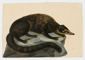 Drawing of a White-nosed Coati from a 18th century specimen [modern geographical distribution: Central America, the Southwestern United States, and Northern South America. Attributed to Paillou, Peter, c.1720 – c.1790]