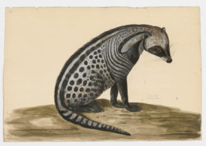 Drawing of an African Civet from a 18th century specimen [modern geographical distribution: Sub-Saharan Africa. Attributed to Paillou, Peter, c.1720 – c.1790]