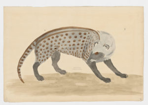 Drawing of an African Civet from a 18th century specimen [modern geographical distribution: Sub-Saharan Africa. Attributed to Paillou, Peter, c.1720 – c.1790]