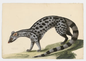 Drawing of a Common Genet from a 18th century specimen [modern geographical distribution: the Iberian peninsula. Attributed to Paillou, Peter, c.1720 – c.1790]