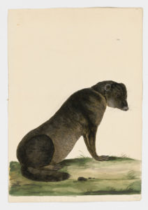 Drawing of a Tayra from a 18th century specimen [modern geographical distribution: Central America and South America. Attributed to Paillou, Peter, c.1720 – c.1790]