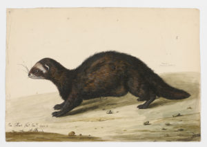 Drawing of a European Polecat from a 18th century specimen [modern geographical distribution: Europe and New Zealand]