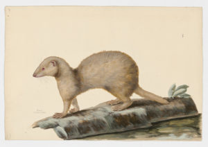 Drawing of a Domestic Ferret from a 18th century specimen [modern geographical distribution: Europe and New Zealand. Attributed to Paillou, Peter, c.1720 – c.1790]