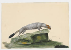 Drawing of an Ermine--also known as a Stoat--from a 18th century specimen [modern geographical distribution: Europe, North America, and New Zealand. Attributed to Paillou, Peter, c.1720 – c.1790]