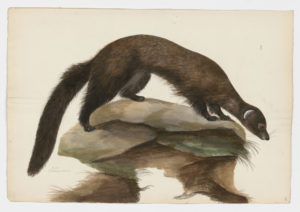 Drawing of a European Mink from a 18th century specimen [modern geographical distribution: Europe. Attributed to Paillou, Peter, c.1720 – c.1790]