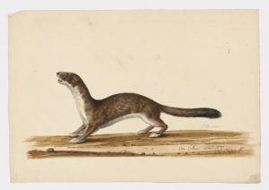 Drawing of an Ermine--also known as a Stoat--from a 18th century specimen [modern geographical distribution: Europe, North America, and New Zealand]