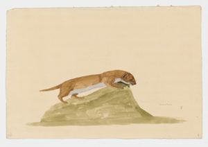 Drawing of a Least Weasel from a 18th century specimen [modern geographical distribution: Europe, New Zealand, and North America. Attributed to Paillou, Peter, c.1720 – c.1790]