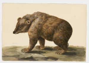 Drawing of a Brown Bear from a 18th century specimen [modern geographical distribution: Western Canada, the United States Rockies, Europe, and Northern Asia. Attributed to Paillou, Peter, c.1720 – c.1790]