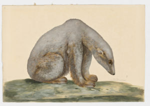 Drawing of a Polar Bear from a 18th century specimen [modern geographical distribution: the Arctic. Attributed to Paillou, Peter, c.1720 – c.1790]