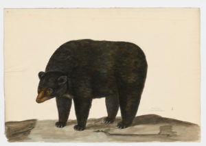 Drawing of a Brown Bear from a 18th century specimen [modern geographical distribution: Western Canada, the United States Rockies, Europe, and Northern Asia. Attributed to Paillou, Peter, c.1720 – c.1790]