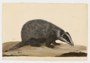 Drawing of a European Badger from a 18th century specimen [modern geographical distribution: Europe, Asia, and Japan. Attributed to Paillou, Peter, c.1720 – c.1790]