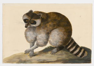 Drawing of a Common Raccoon from a 18th century specimen [modern geographical distribution: Europe and North America. Attributed to Paillou, Peter, c.1720 – c.1790]