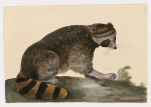 Drawing of a Common Raccoon from a 18th century specimen [modern geographical distribution: Europe and North America. Attributed to Paillou, Peter, c.1720 – c.1790]