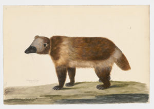 Drawing of a Wolverine from a 18th century specimen [modern geographical distribution: Scandinavia, Canada, and the Northern United States. Attributed to Paillou, Peter, c.1720 – c.1790]