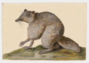 Drawing of a Fisher from a 18th century specimen [modern geographical distribution: the Northern United States and Canada. Attributed to Paillou, Peter, c.1720 – c.1790]