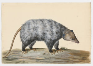 Drawing of a Virginia Opossum from a 18th century specimen [modern geographical distribution: North America. Attributed to Paillou, Peter, c.1720 – c.1790]