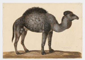 Drawing of a Dromedary Camel from a 18th century specimen [modern geographical distribution: Africa, the Middle East, and Australia. Attributed to Paillou, Peter, c.1720 – c.1790]