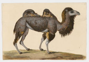 Drawing of a Bactrian Camel from a 18th century specimen [modern geographical distribution: Central Asia. Attributed to Paillou, Peter, c.1720 – c.1790]