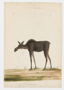 Drawing of a female Moose from a 18th century specimen [modern geographical distribution: North America and Northern Europe. Attributed to Paillou, Peter, c.1720 – c.1790]