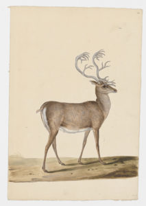 Drawing of a male Red Deer from a 18th century specimen [modern geographical distribution: the United States, Canada, Europe, New Zealand, Australia, and Asia. Attributed to Paillou, Peter, c.1720 – c.1790]